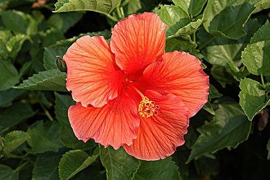 心理恐怖《灰烬之中》12月9日发售 试玩版已上线